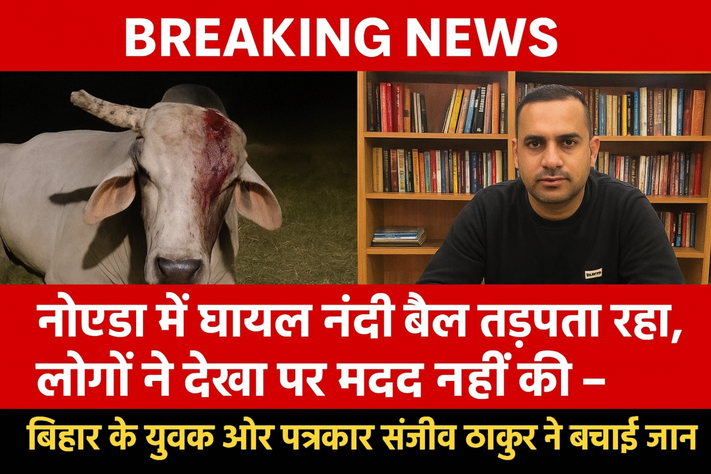 Injured Nandi bull ignored in noida
