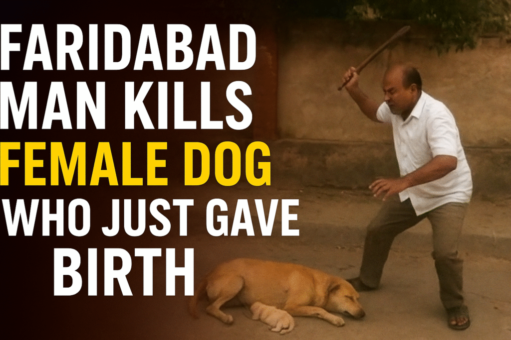 Faridabad man kills female dog who just gave birth, viral news thumbnail